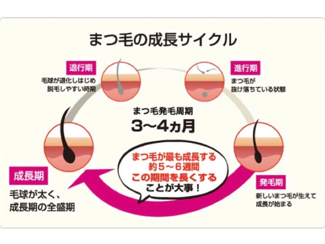 まつげの「毛周期」知ってますか？